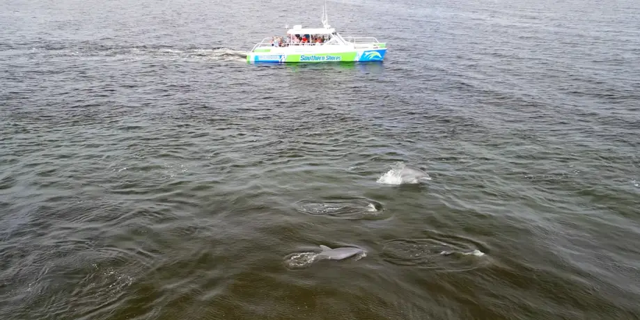 Catamaran Dolphin Cruise