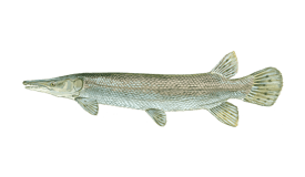 Alligator Gar
