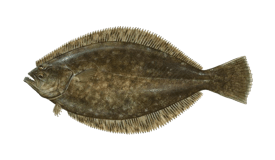 Flounder