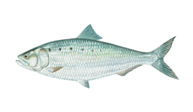 Shad