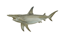 Shark (Hammerhead)