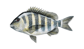 Sheepshead