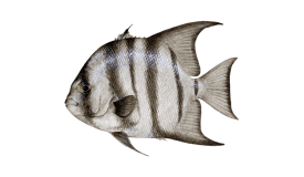 Spadefish