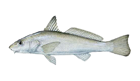 Whiting